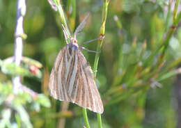 Plancia ëd Amelora oritropha Turner 1919