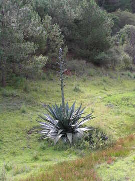 Sivun Agave atrovirens var. mirabilis (Trel.) Gentry kuva