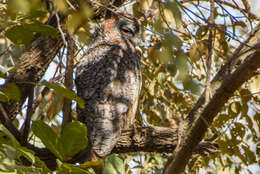 Image of Mottled Wood Owl