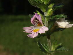 Imagem de Euphrasia officinalis L.