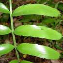 Image of Cycad