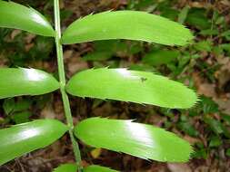 Image of Cycad