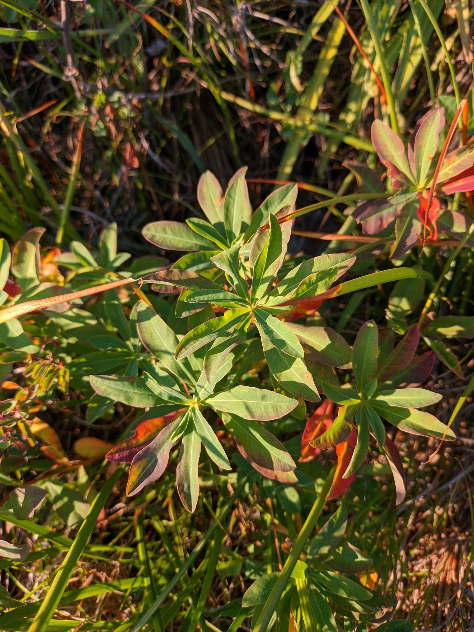 Слика од Euphorbia altaica Ledeb.