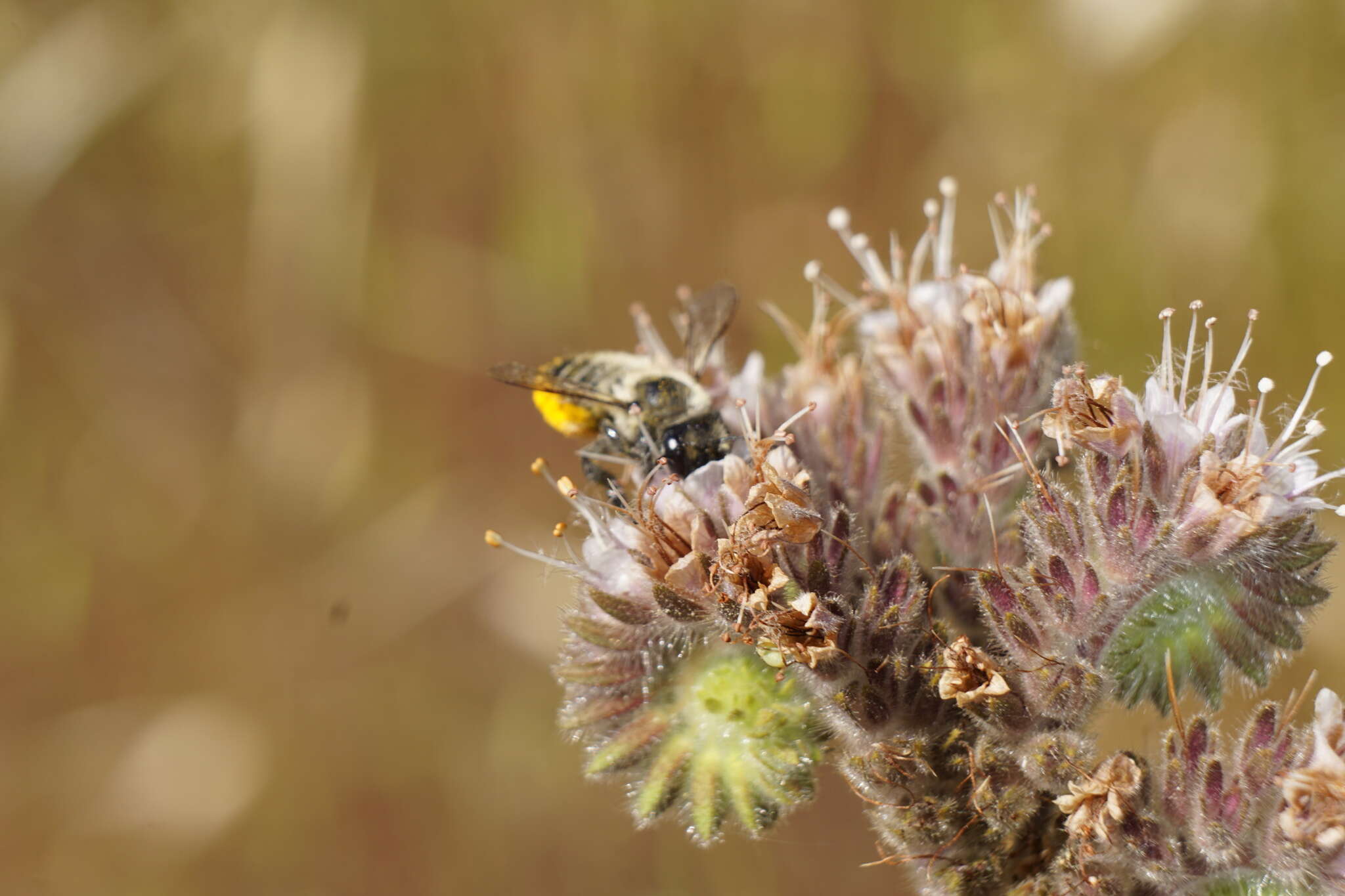 Image of Megachile pollinosa Spinola 1851