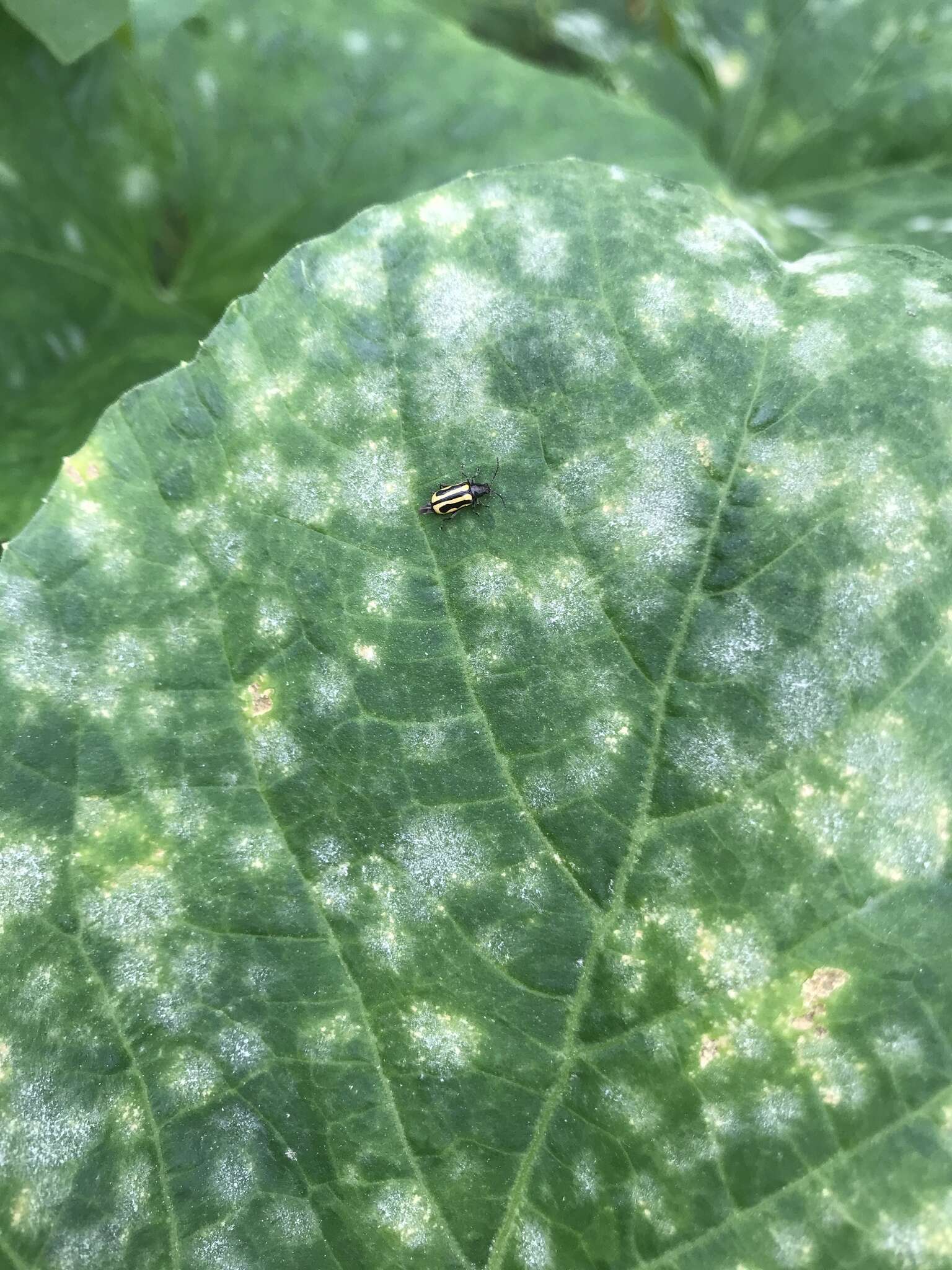 歐榮氏白粉菌的圖片