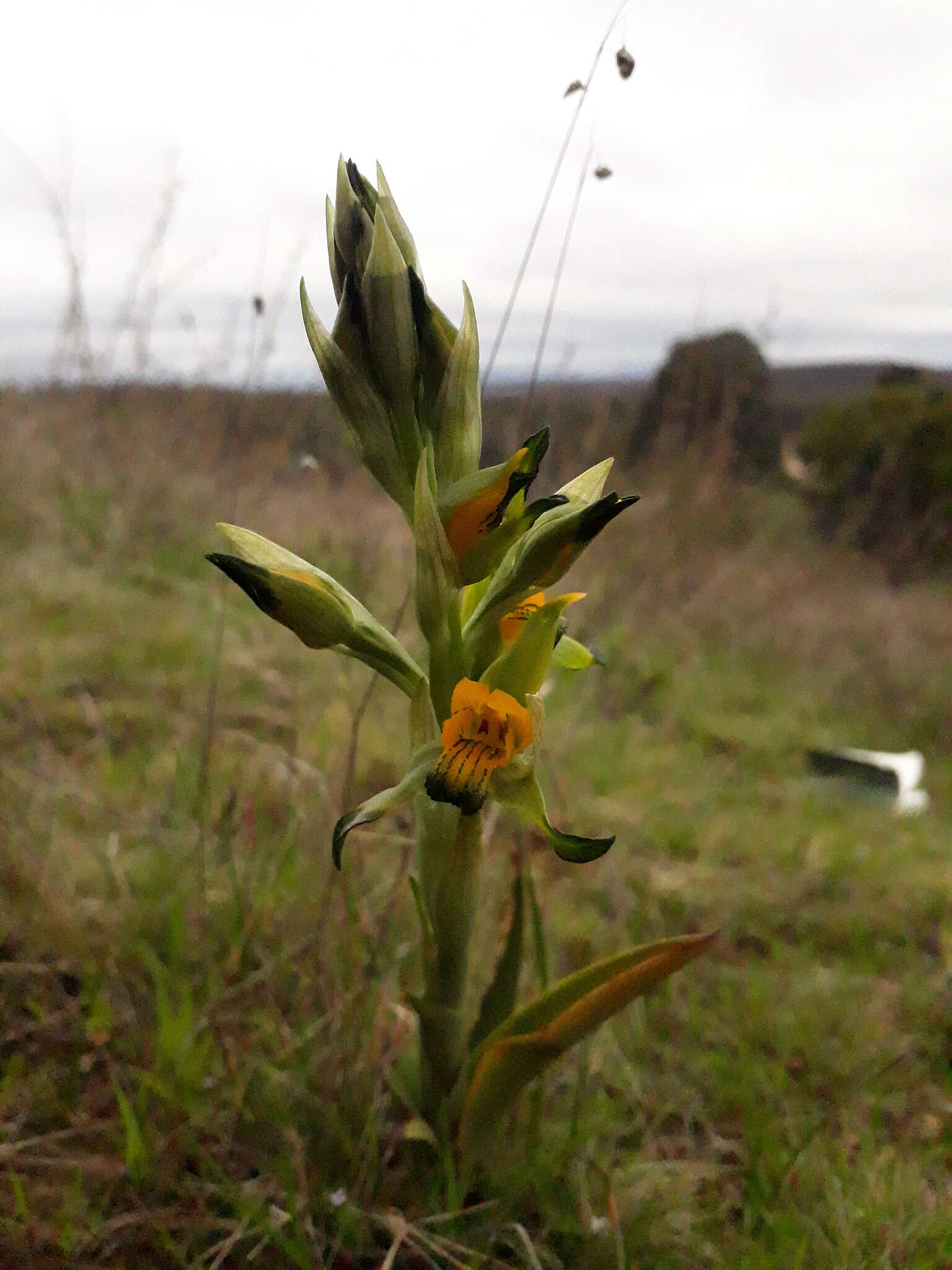 Plancia ëd Chloraea disoides Lindl.