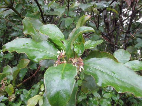 Imagem de Coprosma grandifolia Hook. fil.