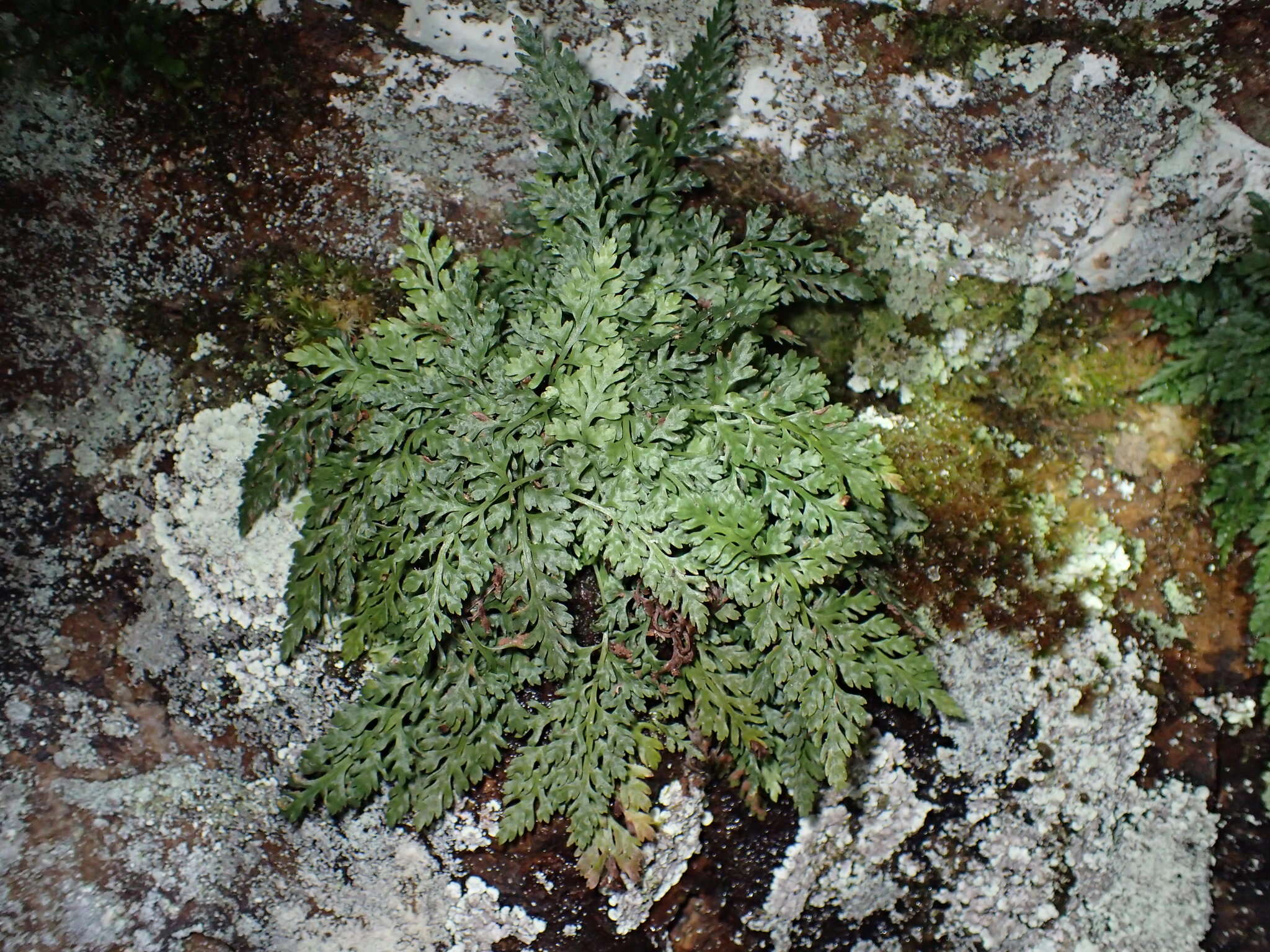 Image of Appalachian Fern