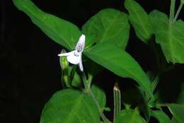 Image of Rhinacanthus gracilis Klotzsch