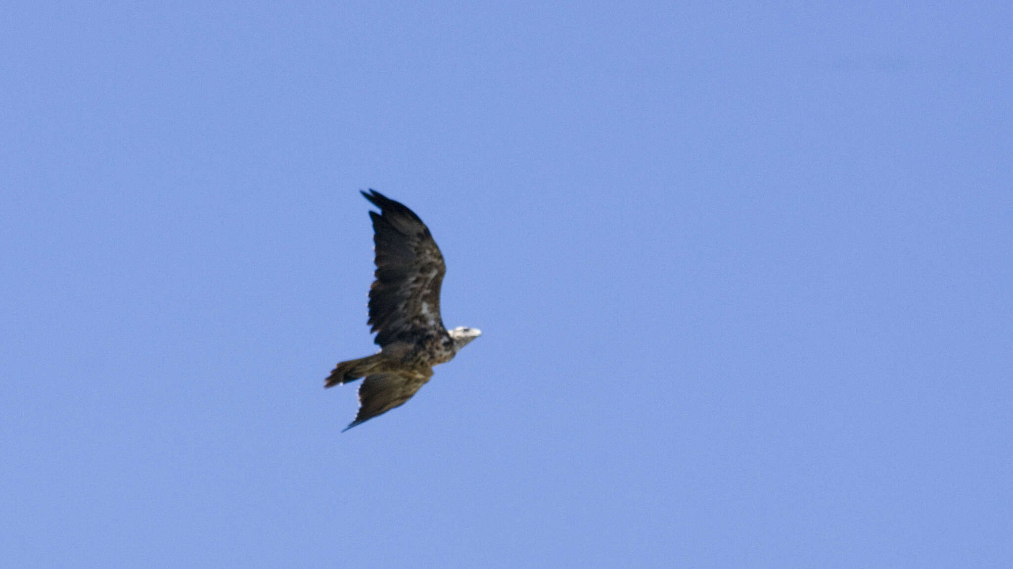 Image of Black-chested Buzzard-Eagle