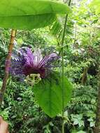 Imagem de Passiflora crassifolia Killip