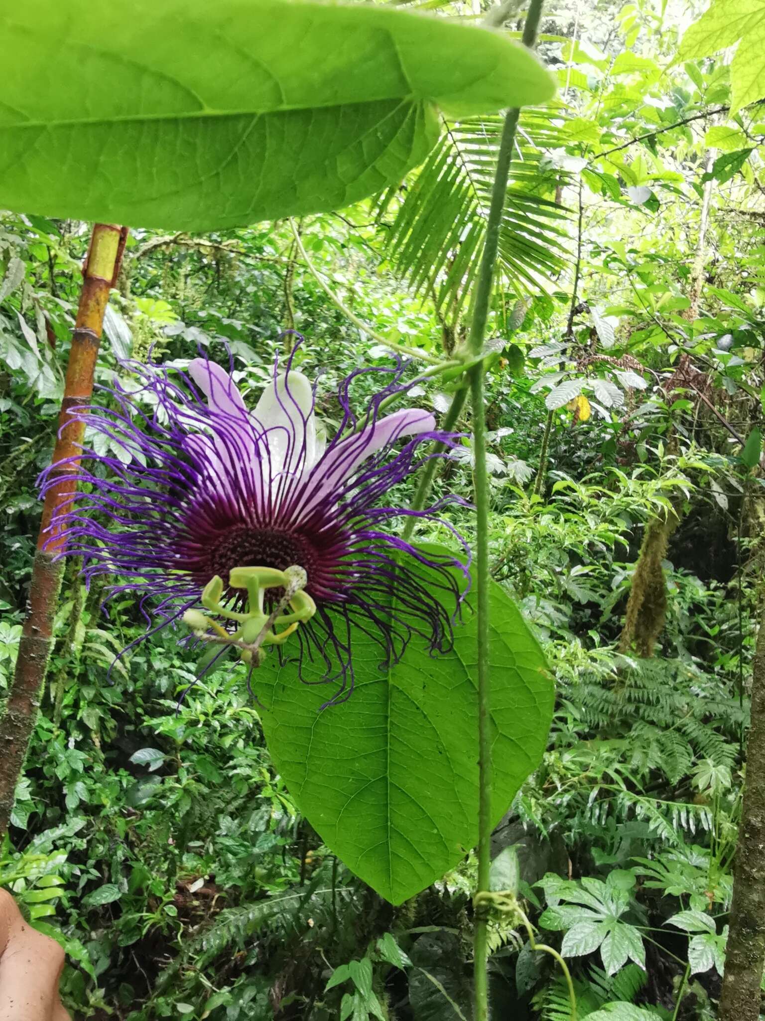 Passiflora crassifolia Killip的圖片