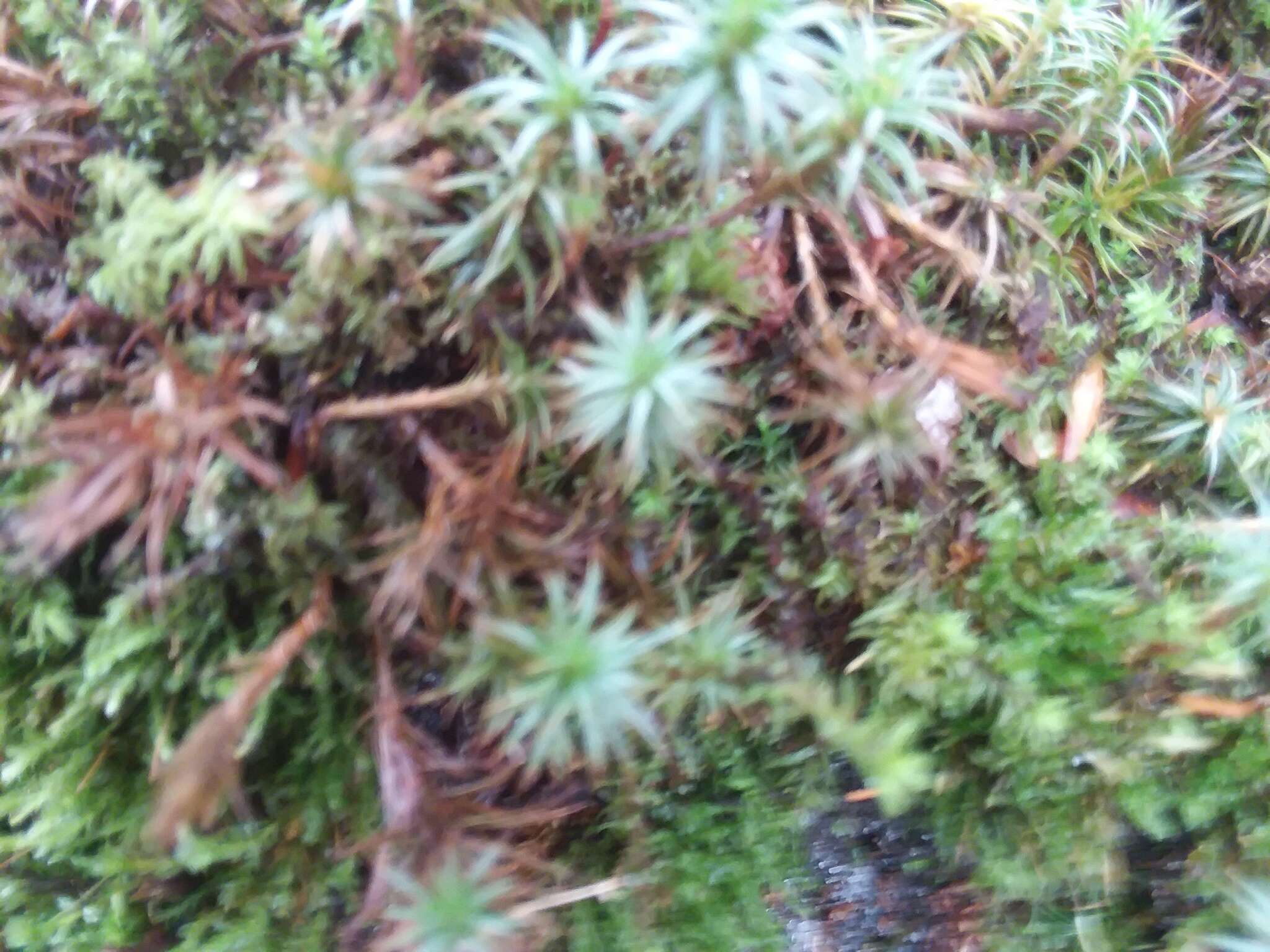 Image of juniper polytrichum moss