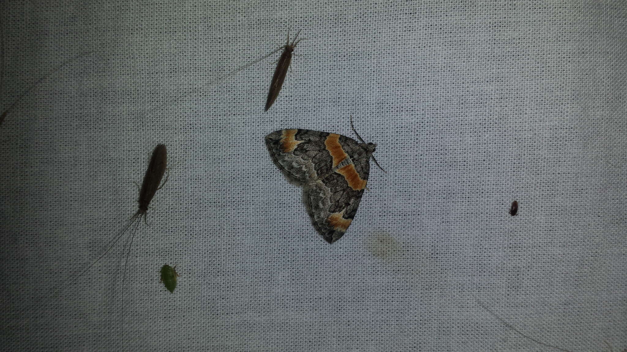 Image of Orange-barred Carpet