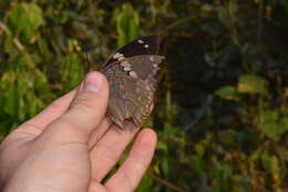 Imagem de Charaxes bipunctatus ugandensis Van Someren 1972