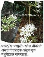 Pavetta crassicaulis Bremek. resmi