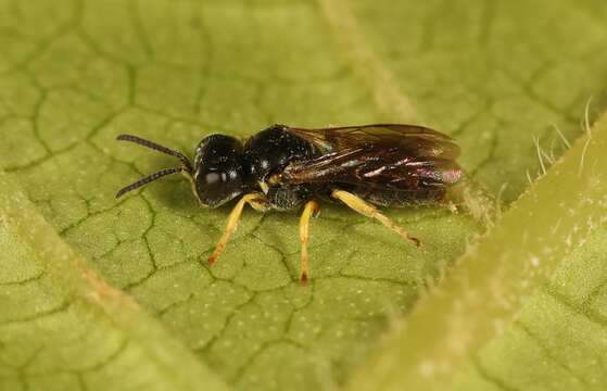 Image of Anacrabronina Ashmead 1899