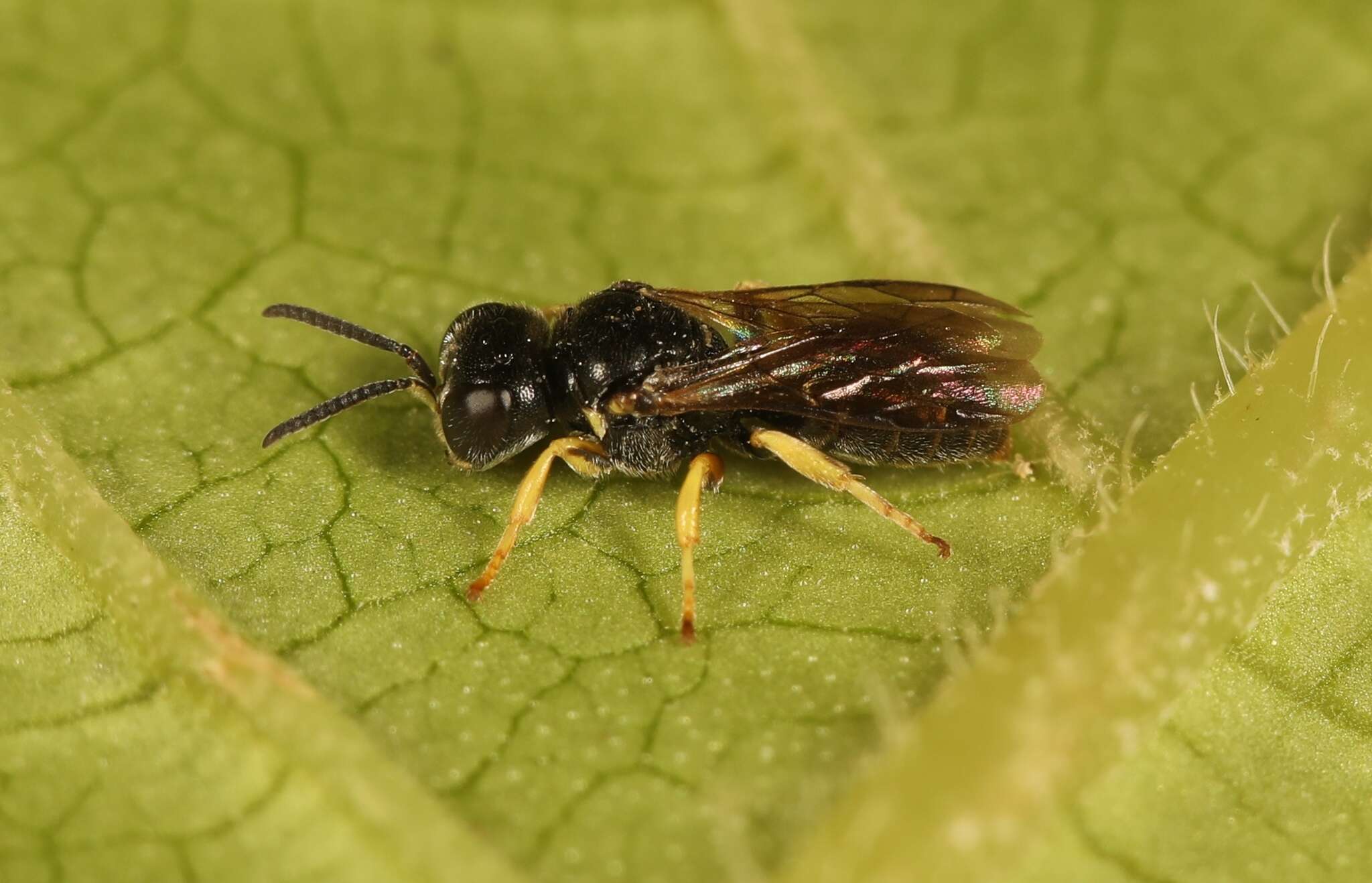 Image of Anacrabronina Ashmead 1899