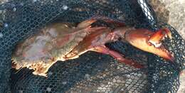 Image of Bocourt swimming crab