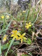 Imagem de Oxalis priceae subsp. colorea (Small) Eiten