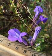 Image de Lobelia glandulosa Walter