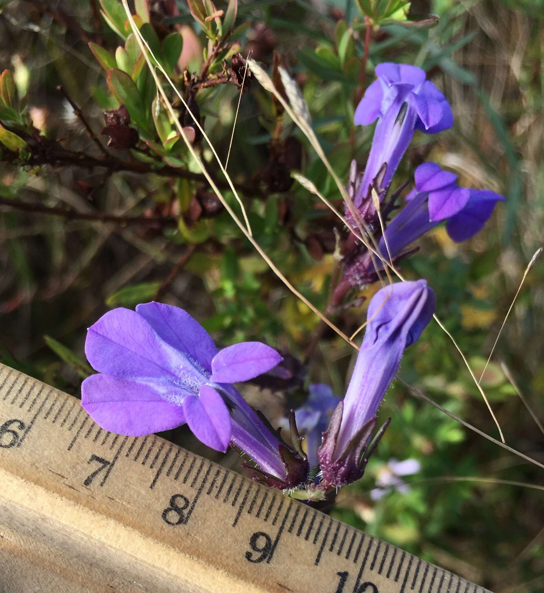 Image of Glade Lobelia