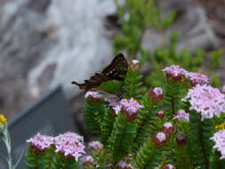 Слика од Graphium macleayanus (Leach 1814)