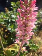 Image of Francoa appendiculata A. Juss.