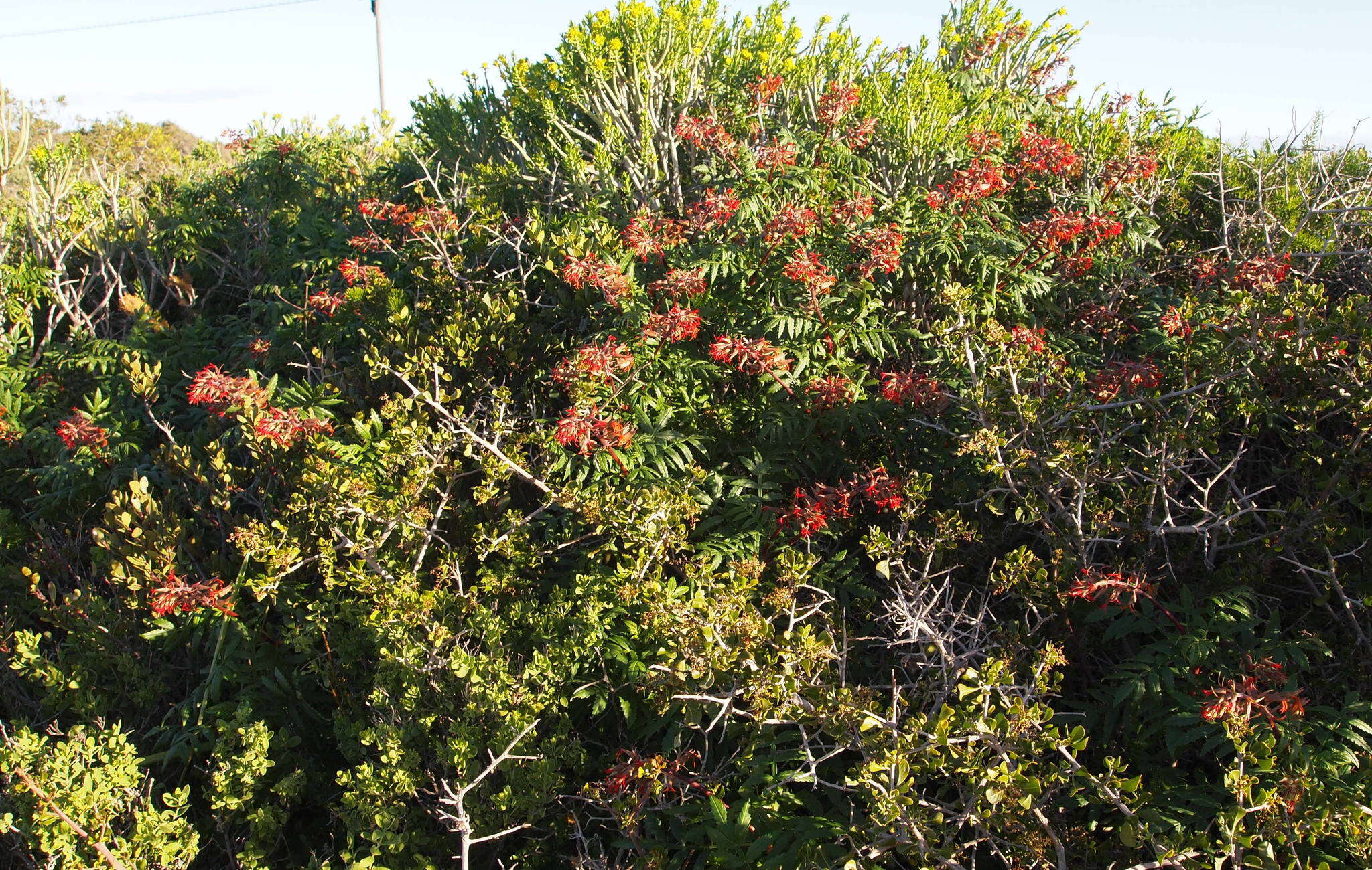 Image de Melianthus elongatus D. O. Wijnands