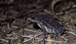 Image of Rhinella major (Müller & Hellmich 1936)