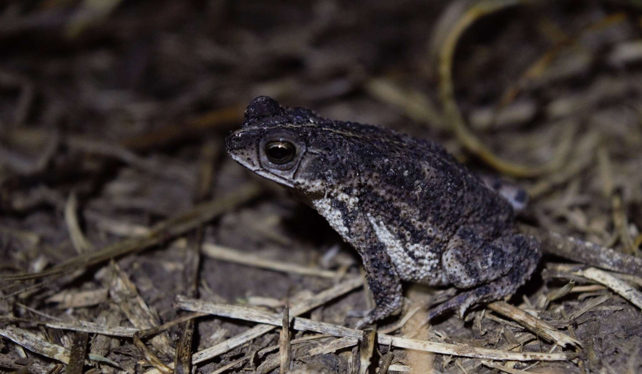 Imagem de Rhinella major (Müller & Hellmich 1936)