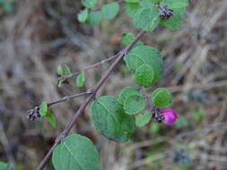 Image of Symphoricarpos × chenaultii Rehder