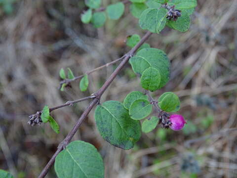 Image of Symphoricarpos × chenaultii Rehder