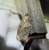 Acleris maccana Treitschke 1835的圖片