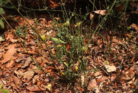 Image of Justicia wynaadensis (Nees) Heyne