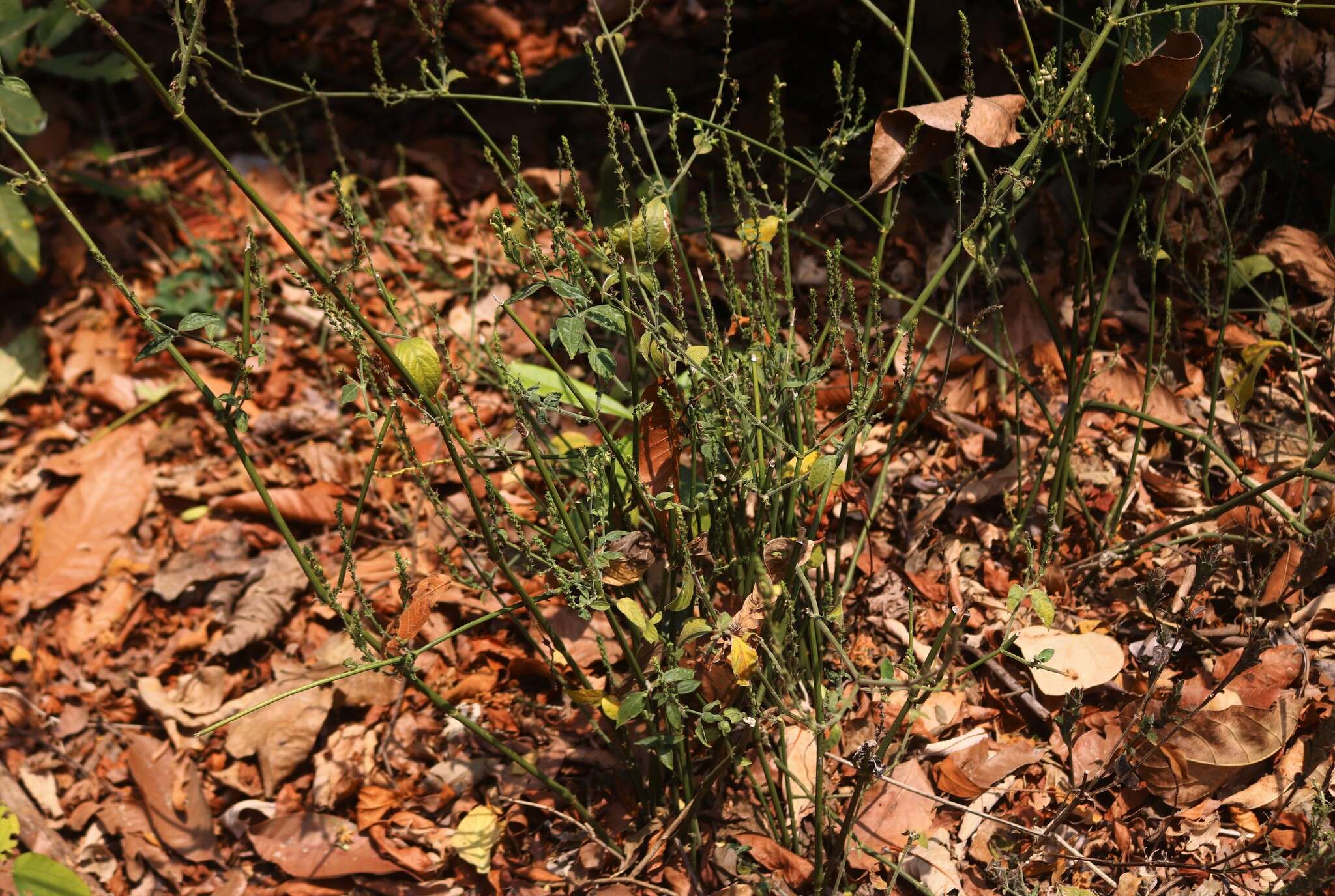 Image of Justicia wynaadensis (Nees) Heyne