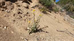 Plancia ëd Hulsea californica A. Gray