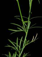 Image of Delphinium halteratum subsp. verdunense (Balbis) Graebner & Graebner fil.