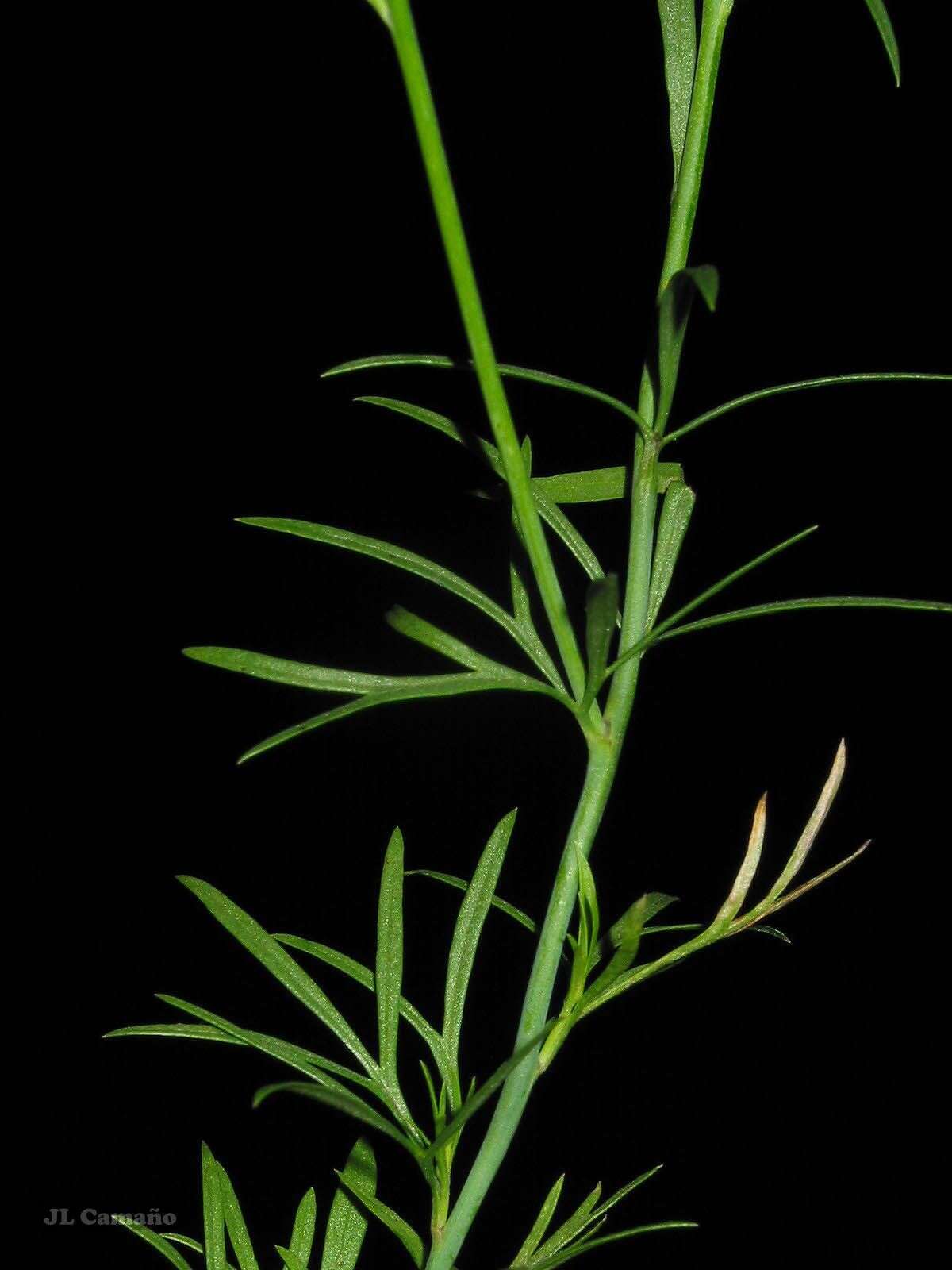 Image of Delphinium halteratum subsp. verdunense (Balbis) Graebner & Graebner fil.