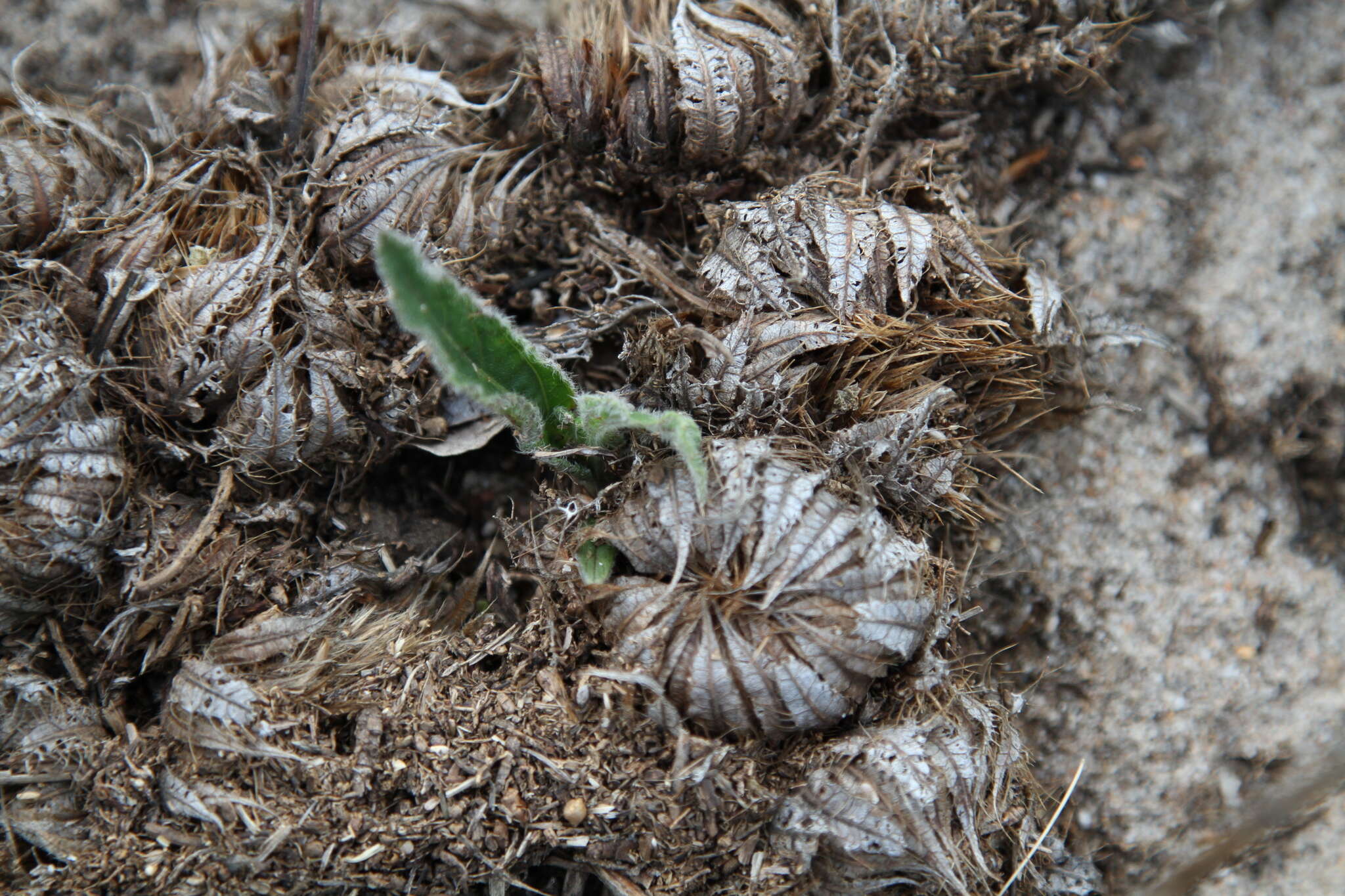 Image of Macledium zeyheri (Sond.) S. Ortiz