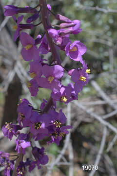 Image of Long Valley tumblemustard