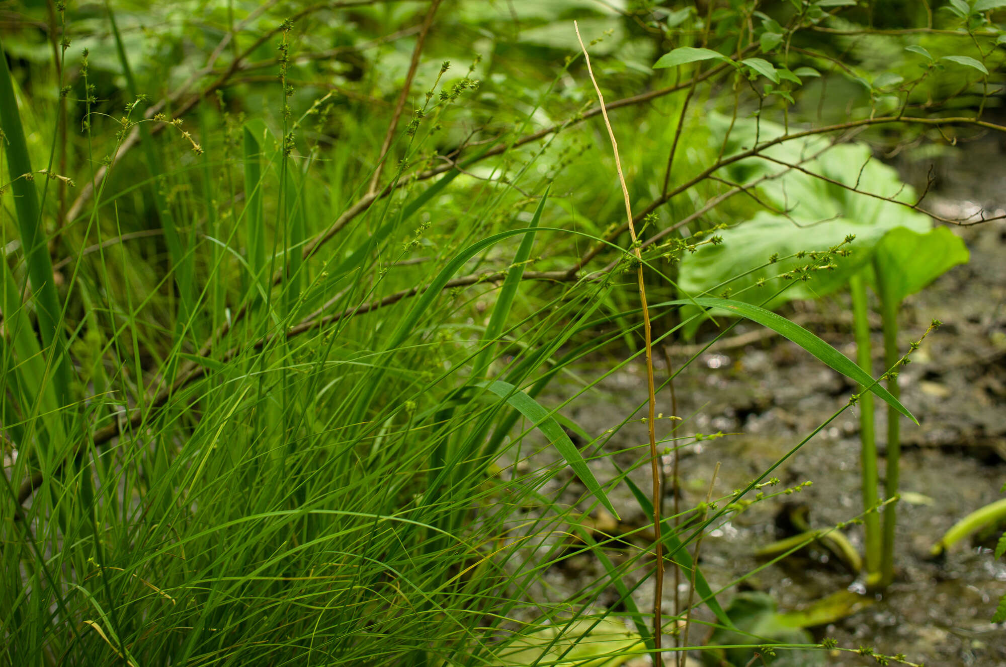 Image of Weak Stellate Sedge