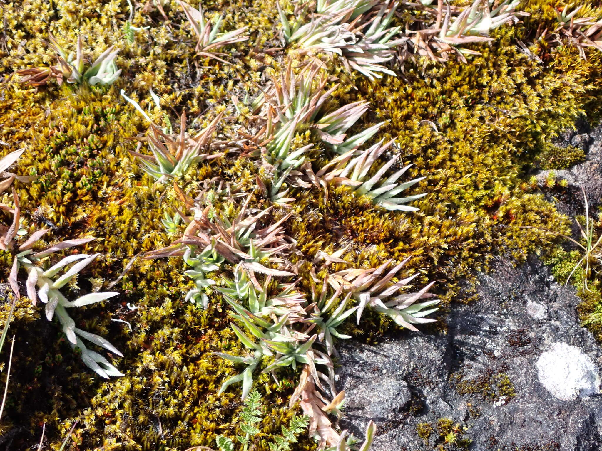 Image of Paspalum bonplandianum Flüggé