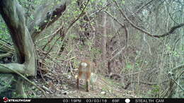 Image of Swamp Rabbit