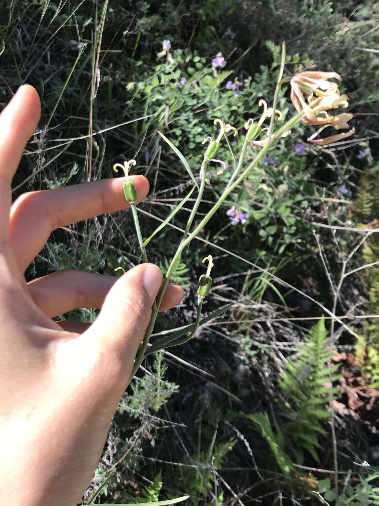 Image of Ojai fritillary