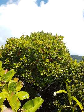 Image of jellyfish tree