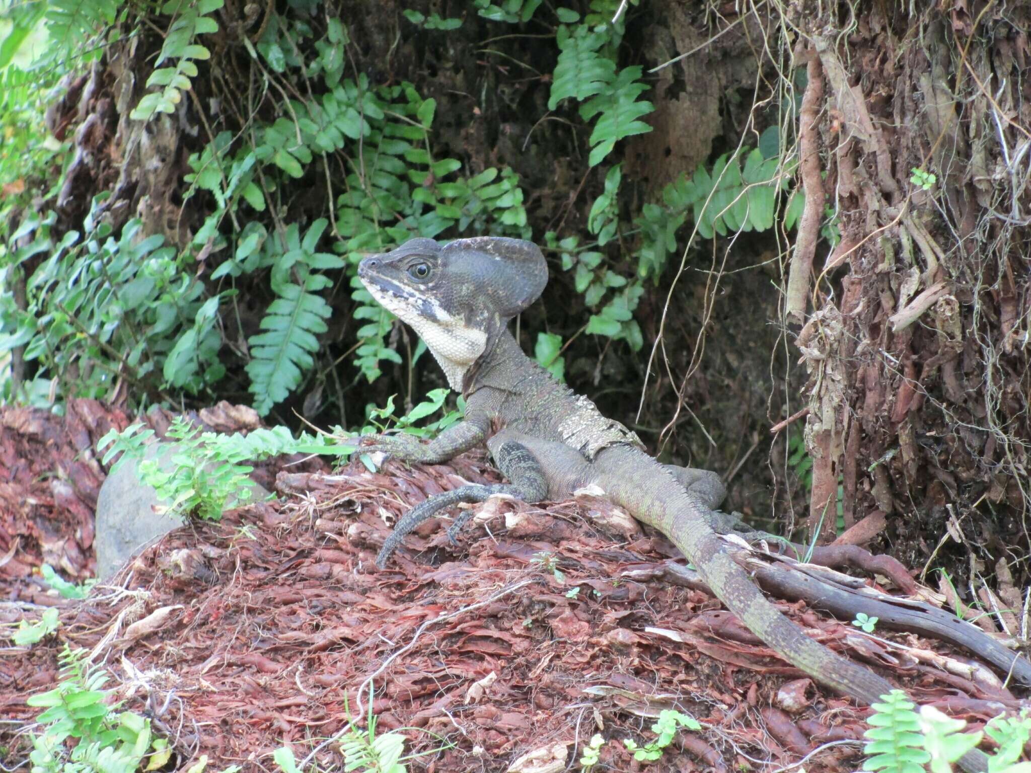 Image of Western basilisk