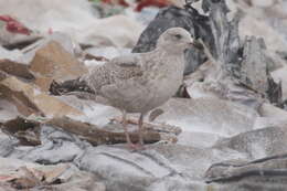 Image de Larus argentatus argenteus Brehm, CL & Schilling 1822