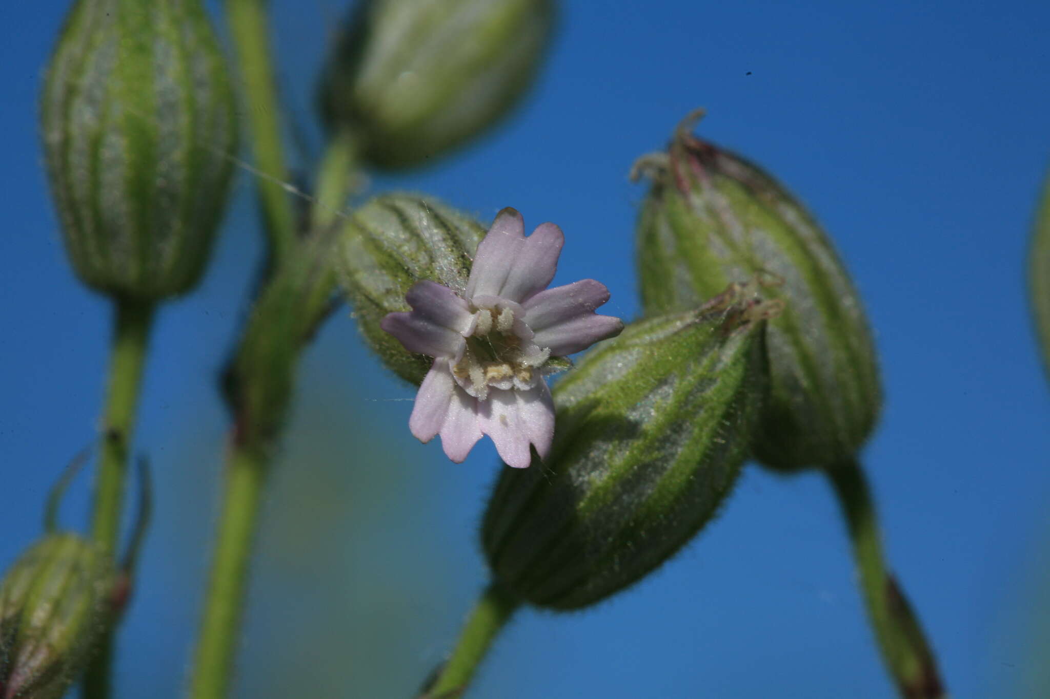 Imagem de Silene songarica (Fisch., Mey. & Avé-Lall.) Bocquet