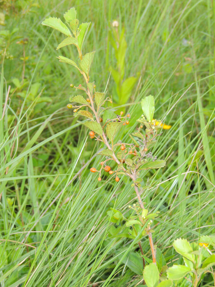 Слика од Maesa alnifolia Harv.